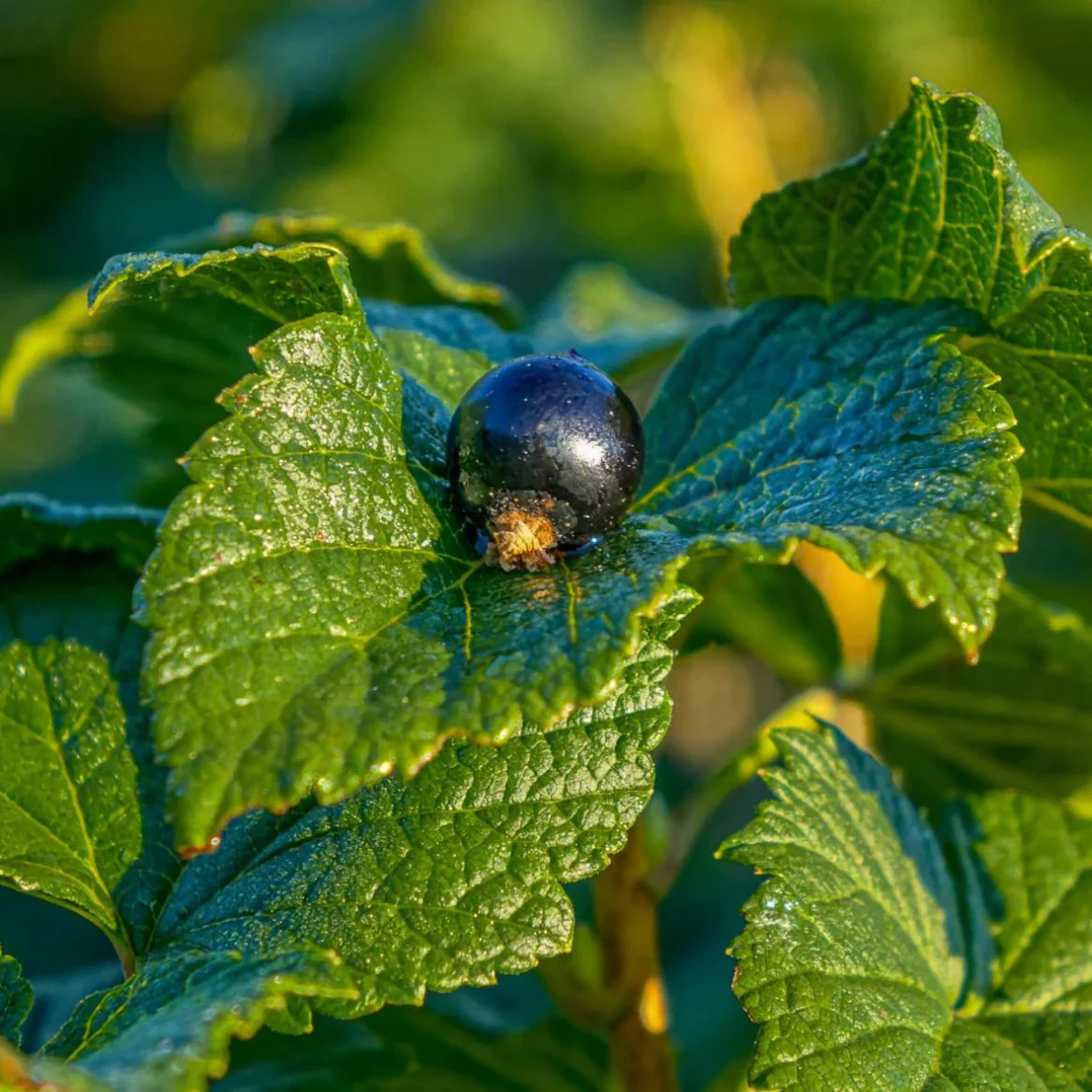 CurraNZ - New Zealand Blackcurrant Supplement - Image 3